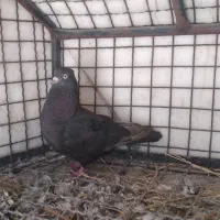 پرنده