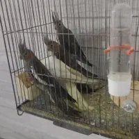 جوجه سرلاکی و دون خور موجود شود