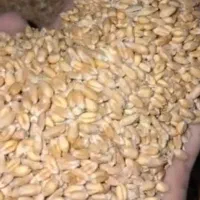 جو وگندم تمیز کیسه  ۴۵۰۰۰