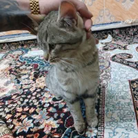 گربه