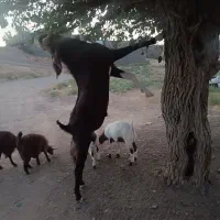 بز و نر بز درشت خوب