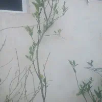 فروش درخت پرتقال دارابی