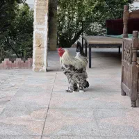 فروش دو عدد خروس برهما یک عدد سلطان