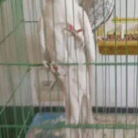 عروس هلندی نر وماده ۱ساله معاوضه