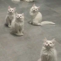 بچه گربه پرشین میکس