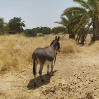 الاغ ماده
