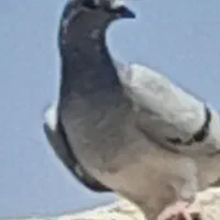 کفتر