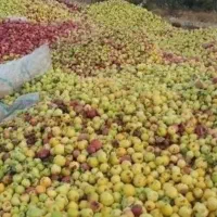 خرید سیب زیر درختی