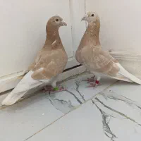 پلاکی زرد