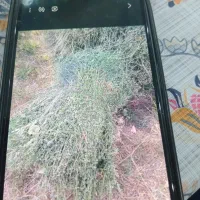 فروش‌علوفه‌یونجه