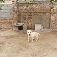 سگ پاکوتاه