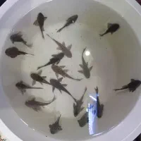 لجنخوار ،فایتر هافمون