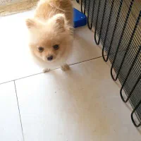 پامرین خرسی پنج ماهه نر