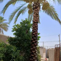 خدمات نخل تکریب وادلی سمهرس پاشی ویتامین