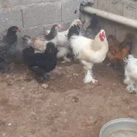 مرغ وخروس برهما