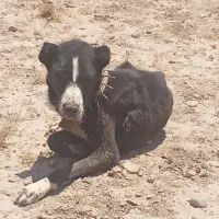 لباس‌سگ