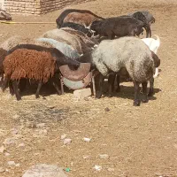 گوسفند زنده