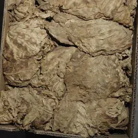 برگ زرد کارتونی