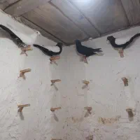 ۴تا نر پریده زدخوردی