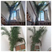 فروش درختچه خرما