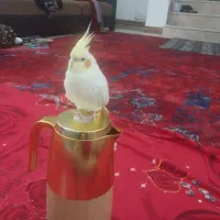 عروس هلندی نر