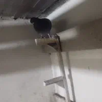 کبوتر|پرنده|سعدآباد, |دیوار