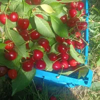 گیلاس تک دانه طالقان