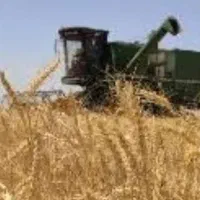 فروش کاه گندم