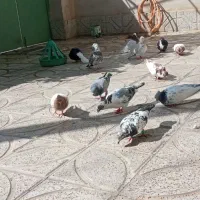 کفتر|پرنده|مشهد, ایوان|دیوار