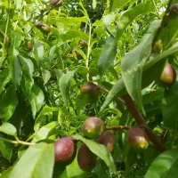 باغچه-هزار-متری-چهار-دیواری-سند-مادر
