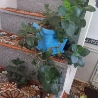 گل قاشقی بسیار زیبا
