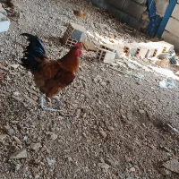 خروس|حیوانات مزرعه|جوانرود, |دیوار