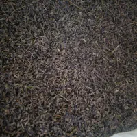 گیاه دارویی اسطوخدوس(لاوندر)