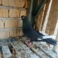 کبوتر