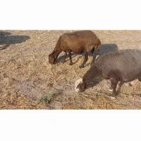 گوسفند