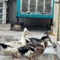 اردک وخروس جوان