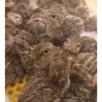 ۳۰عددبلدرچین کوهی