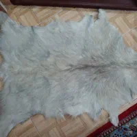 پادری پوست بز