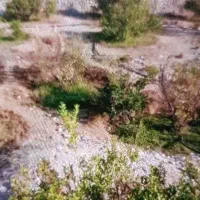 زمین-و-باغ-نارنگی-سیاهو