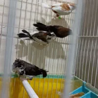فنچ بنگالی ماده
