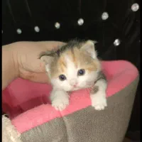 نانی  خانم 8 ماهه پدر پرشین اسکاتیش ومادر DSH
