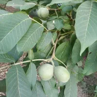 گردو کاغذی درجه۱ حراج حراج