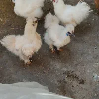 مرغ وخروس