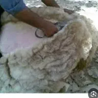 مقداری پشم گوسفند