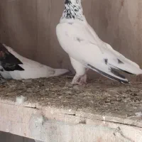 کفتر
