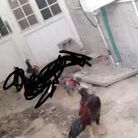 مرغ و خروس لاری