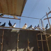 کبوتر پرشی سار سرور کله،ساده