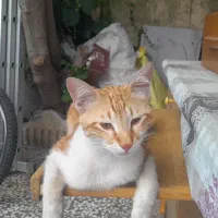 واگذاری گربه زرنگ و باهوش و مهربان