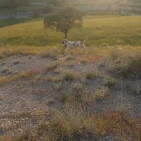 سگ گله‌ای