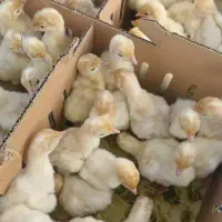 فروش ویژه بوقلمون بیوتی 6زرین